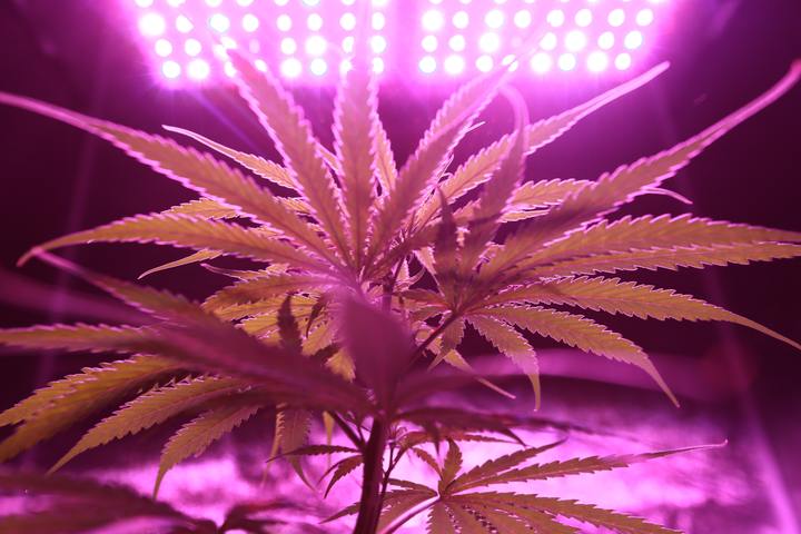 Multi Level Marketing Weed