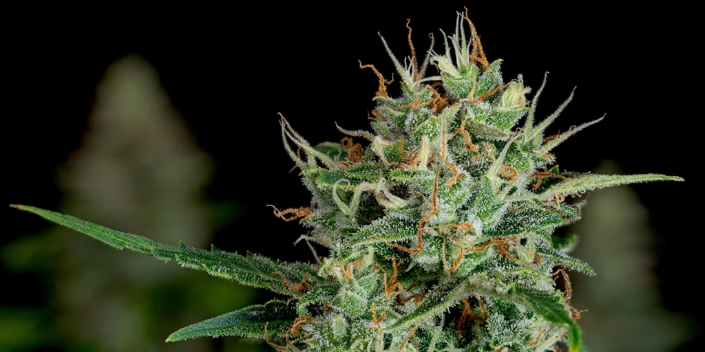 Close-up macro photo of a cannabis bud covered in frosty trichomes, with green leaves and orange hairs against a dark background.